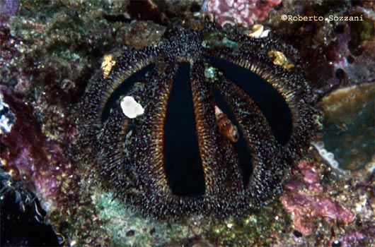 Mespilia globulus