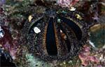 Globular Sea urchin