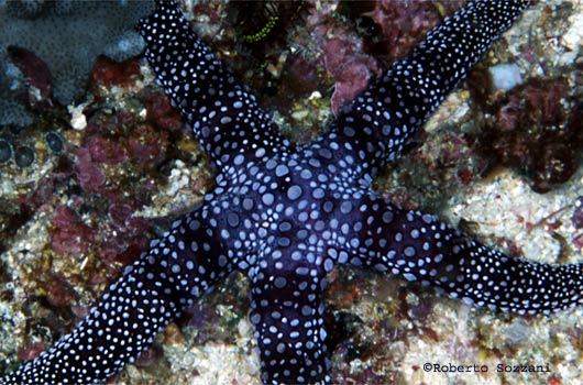 Nardoa tuberculata