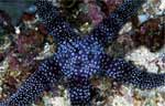 Sea Star