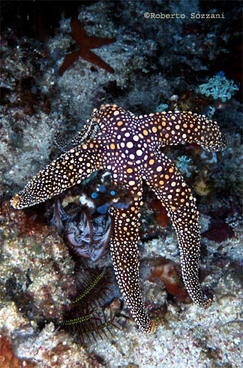 Gomophia gomophia