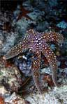 Sea Star