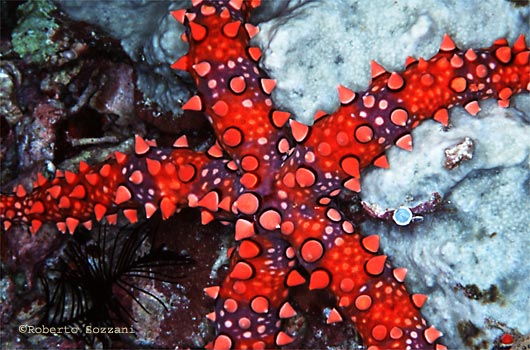 Gomophia egyptiaca