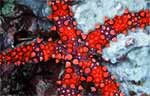 Sea Star