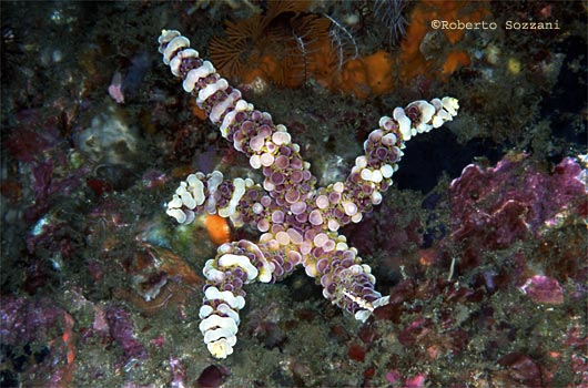 Echinaster callosus
