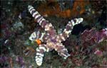 Sea Star