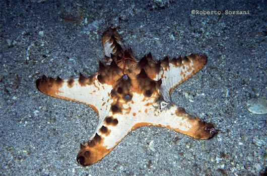 Protoreaster nodosus