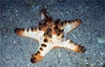 Horned Sea Star