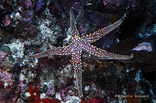 Gomophia gomophia
