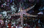 Sea Star
