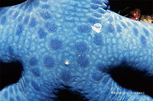 Linckia laevigata
