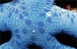 Blu Linckia Sea Star
