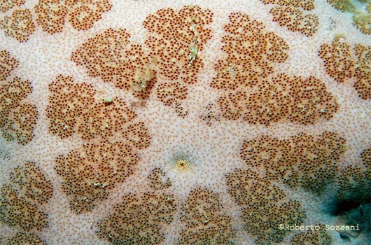 Choriaster granulatus