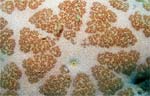 Granular Sea star