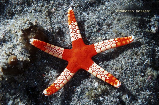 Fromia monilis
