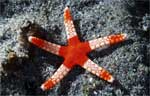 Red tipped sea star