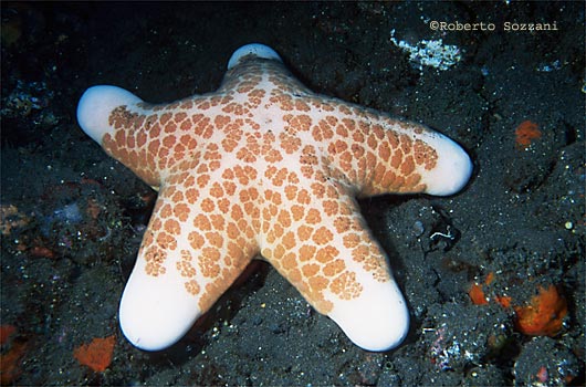 Choriaster granulatus