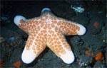 Granular Sea star