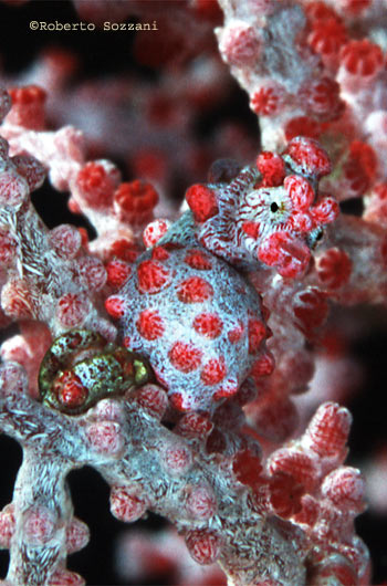 Hippocampus bargibanti