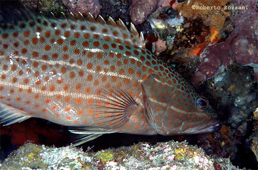 Anyperodon leucogrammicus