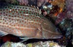 White-lined grouper