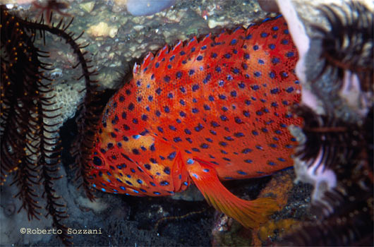 Cephalopholis miniata