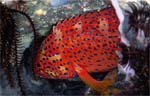 Coral hind