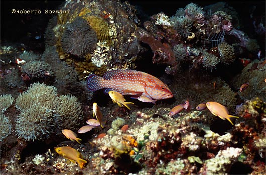 Cephalopholis miniata