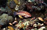 Coral hind