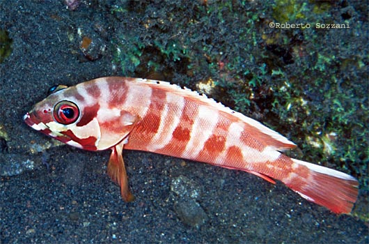 Epinephelus fasciatus