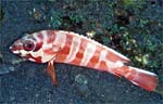Blacktip grouper