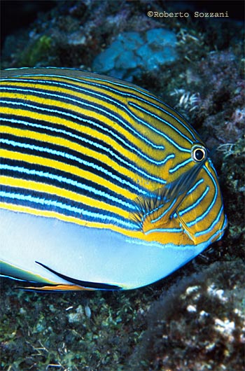 Acanthurus lineatus