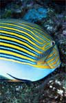 Lined surgeonfish