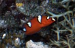 Yellowtail coris (juv.)
