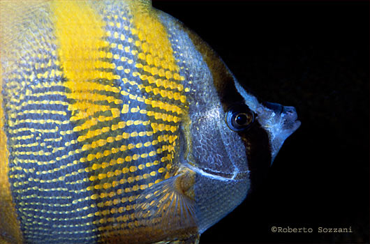 Coradion chrysozonus