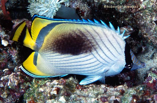 Chaetodon vagabundus