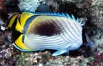 Vagabond butterflyfish