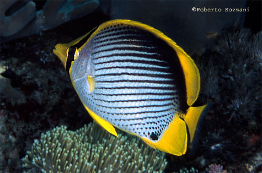 Chaetodon melannotus