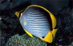 Blackback butterflyfish