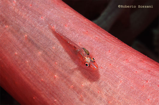 Pleurosicya boldinghi
