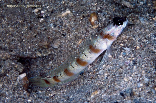 Amblyeleotris steinitzi