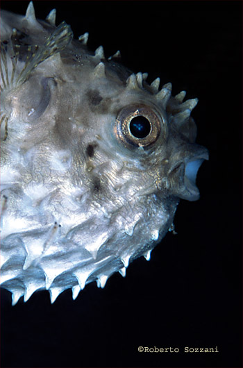 Cyclichthys orbicularis