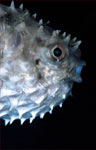short-spined porcupinefish