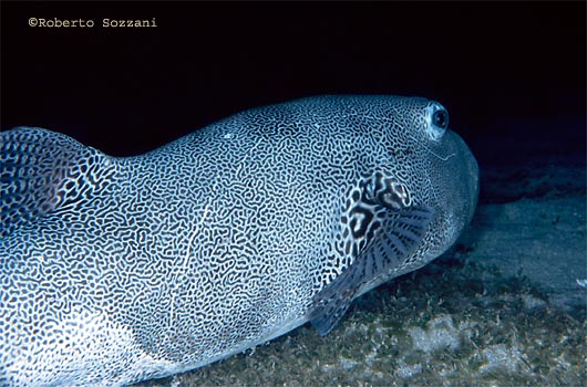 Arothron stellatus