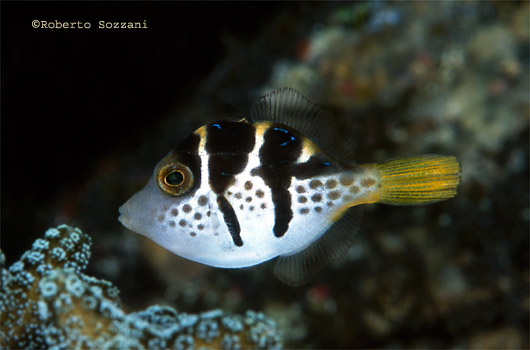 Paraluteres prionurus