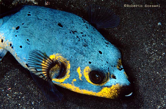 Arothron nigropunctatus