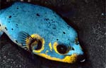 Blackspotted puffer