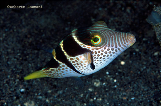 Canthigaster valentini