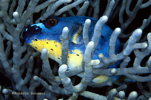 Arothron nigropunctatus