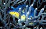 Blackspotted puffer